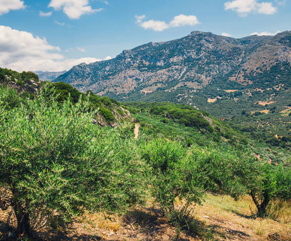 Olive Fields Crete